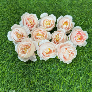 Peony Flowers