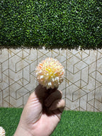Peach Dahlia Artificial Flower (Pack of 5)